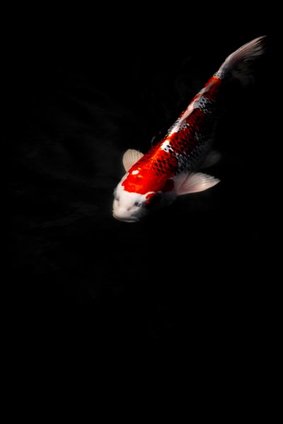 暗室里的橙白鱼